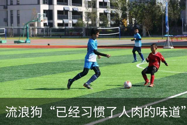 流浪狗“已经习惯了人肉的味道”